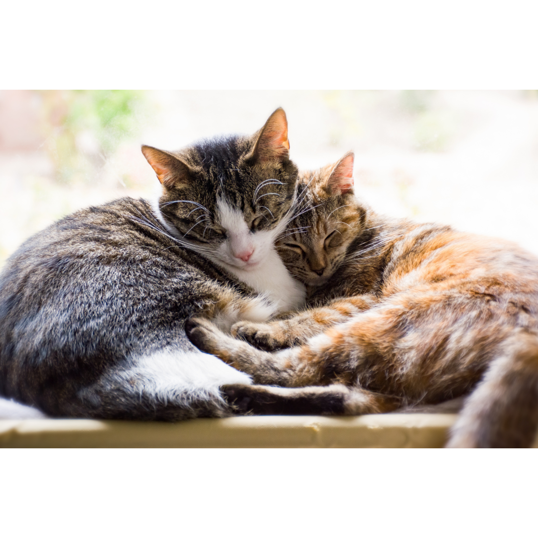 가수분해 그레인프리 사료