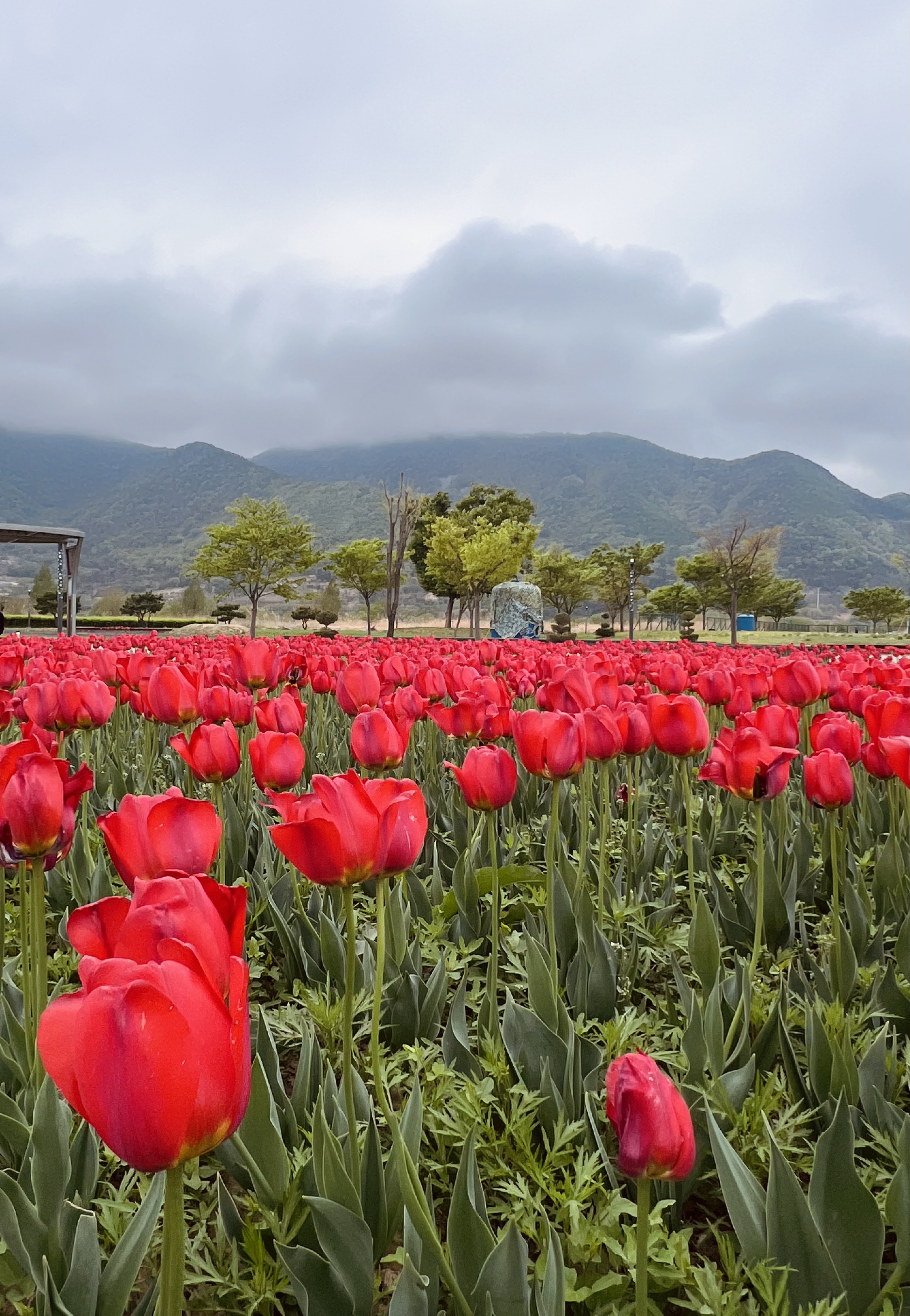 황산공원 튤립