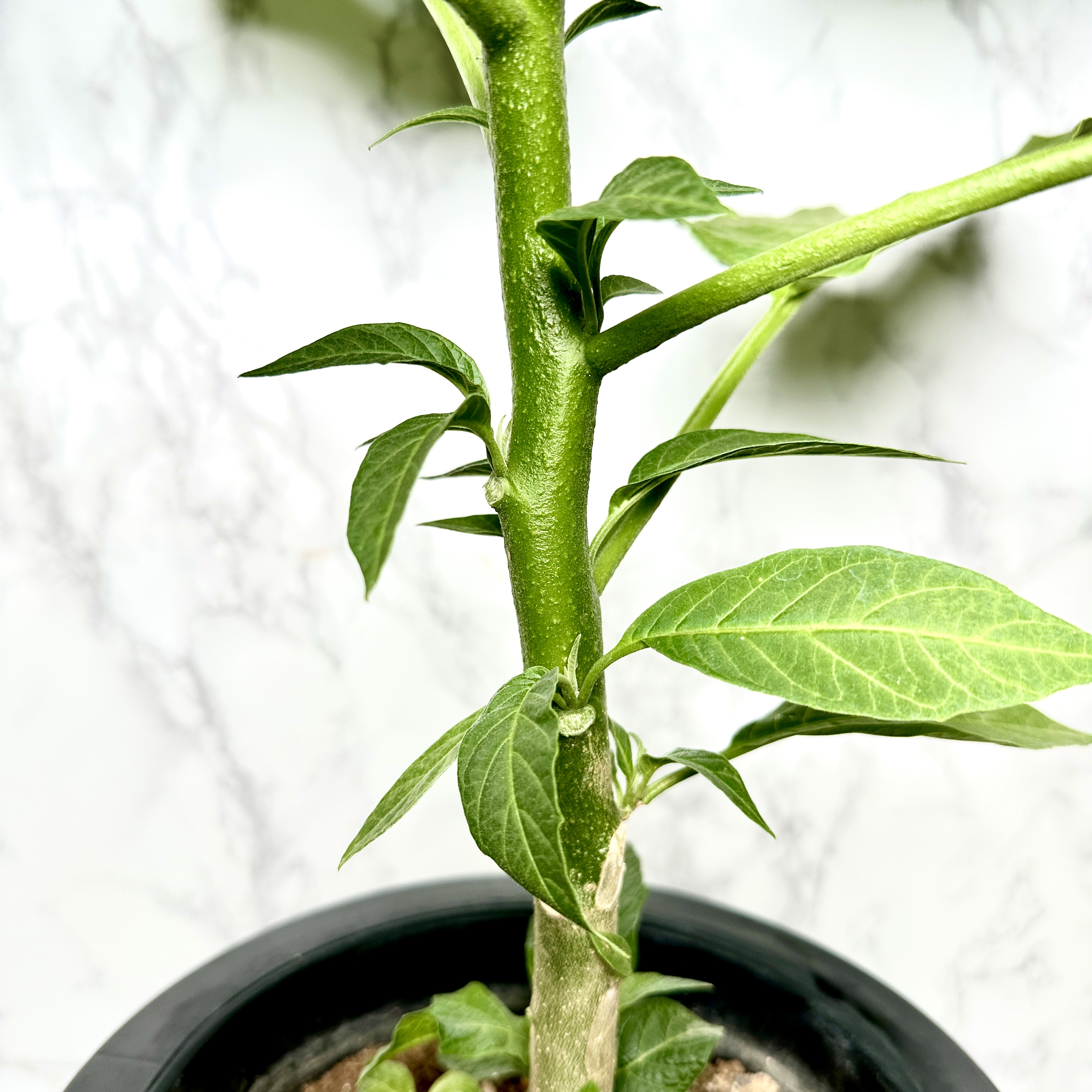 천사의나팔 키우기 꽃 꽃말 키우는방법