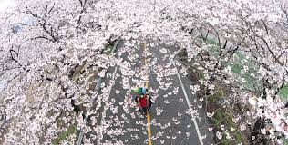 제22회 함양 백운산 벚꽃축제 기본일정과 프로그램 소개