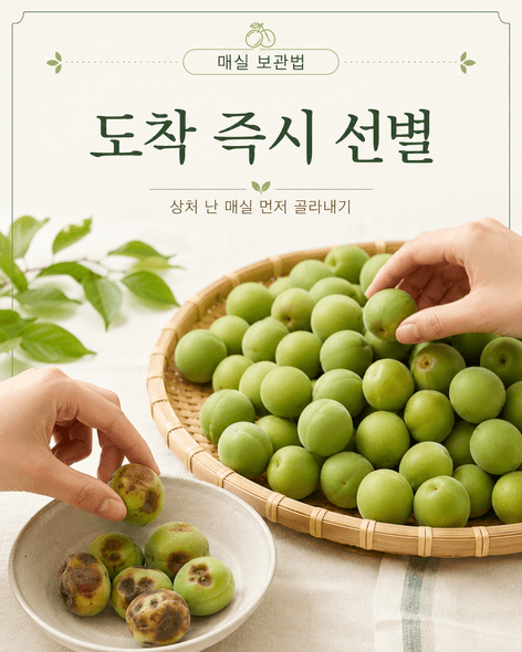 매실수확시기