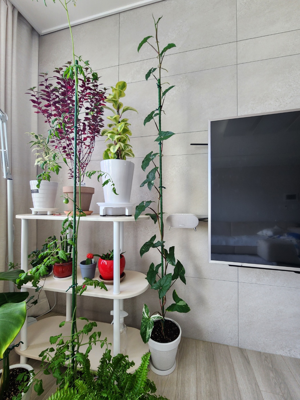 천장에 닿기 직전인 무늬싱고니움