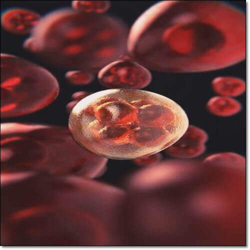 미토콘드리아 기질 및 기능