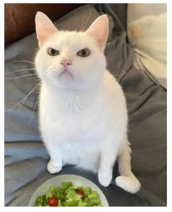 고양이 먹을수있는 야채, 수제간식_31