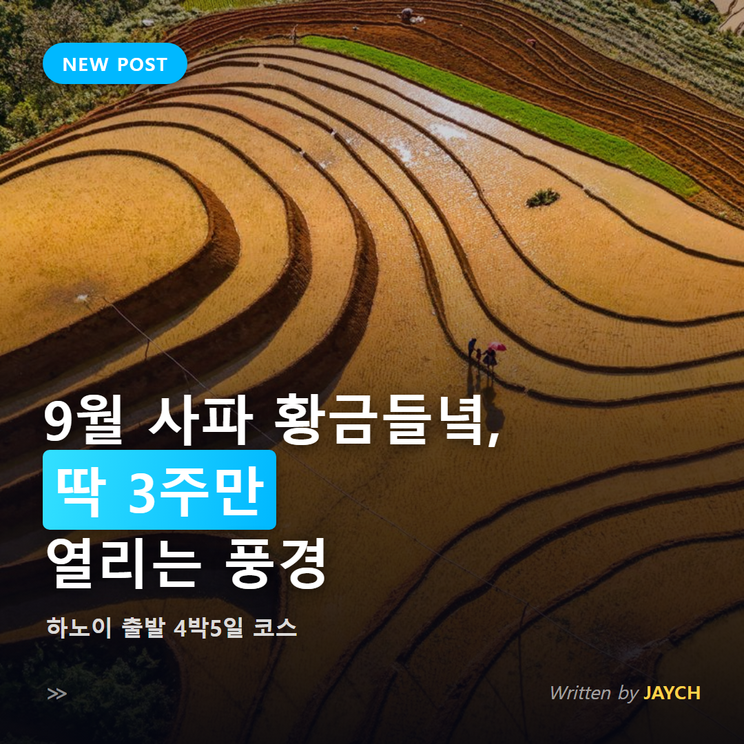 9월 사파 황금들녘 하노이 4박5일 코스 썸네일 - 황금빛 계단식 논 항공 사진