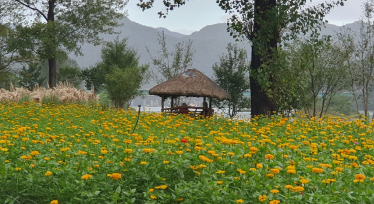 자라섬 꽃 페스타