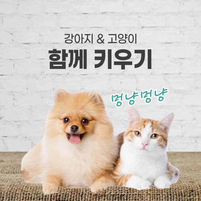 서로-붙어있는-강아지와-고양이-썸네일