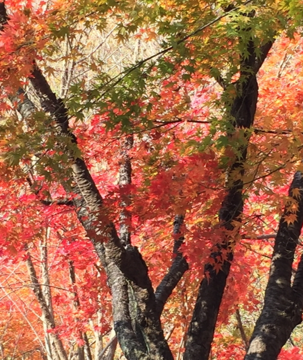 2024 내장산 단풍축제