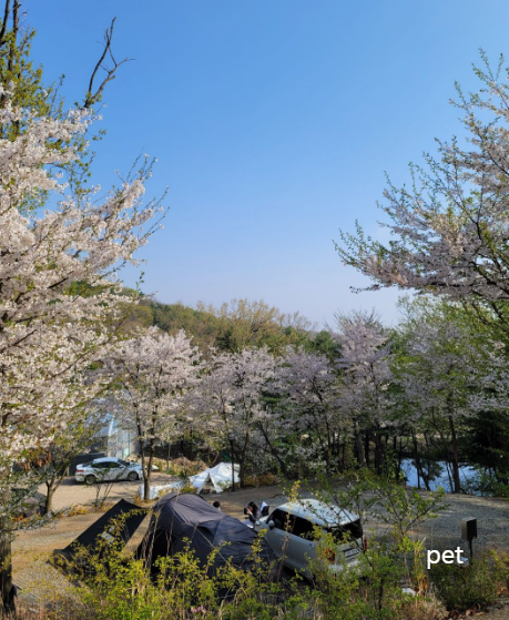 경기-인천-아르보리아-사르데냐-캠핑장-예약-방법-애견-동반-가격-주소-시간-후기