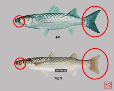 가숭어
