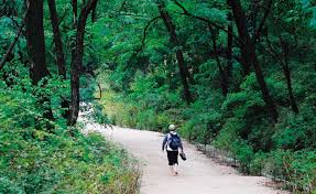 여름에 걷기 좋은 숲길 10