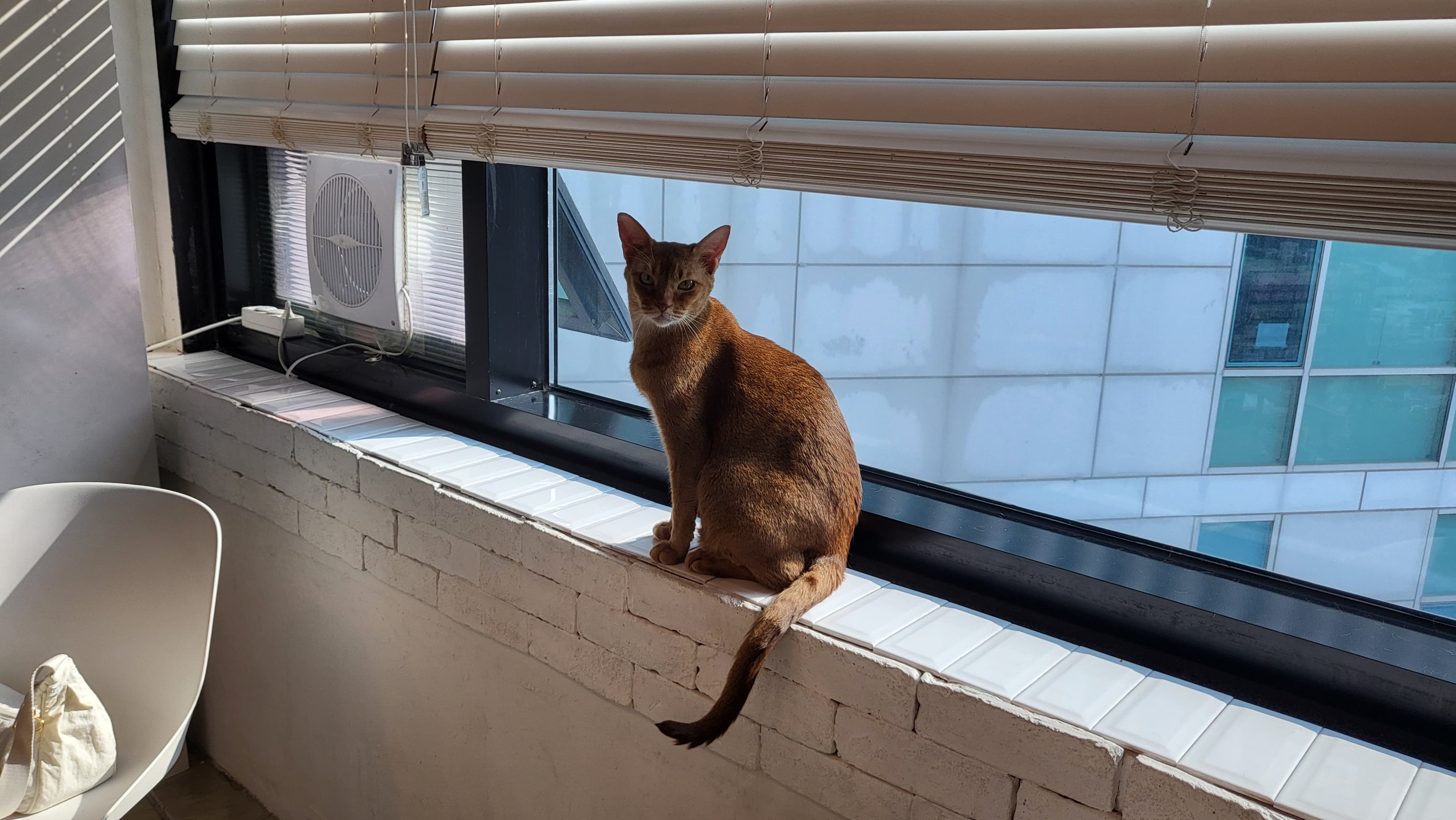 [강북구] 초등학생 딸과 함께 간 고양이 카페 후기-아이와 갈만한 힐링 장소 추천!