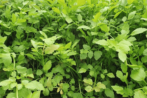 숙취해소효능15