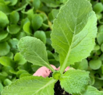 김장 배추 모종 심는 시기