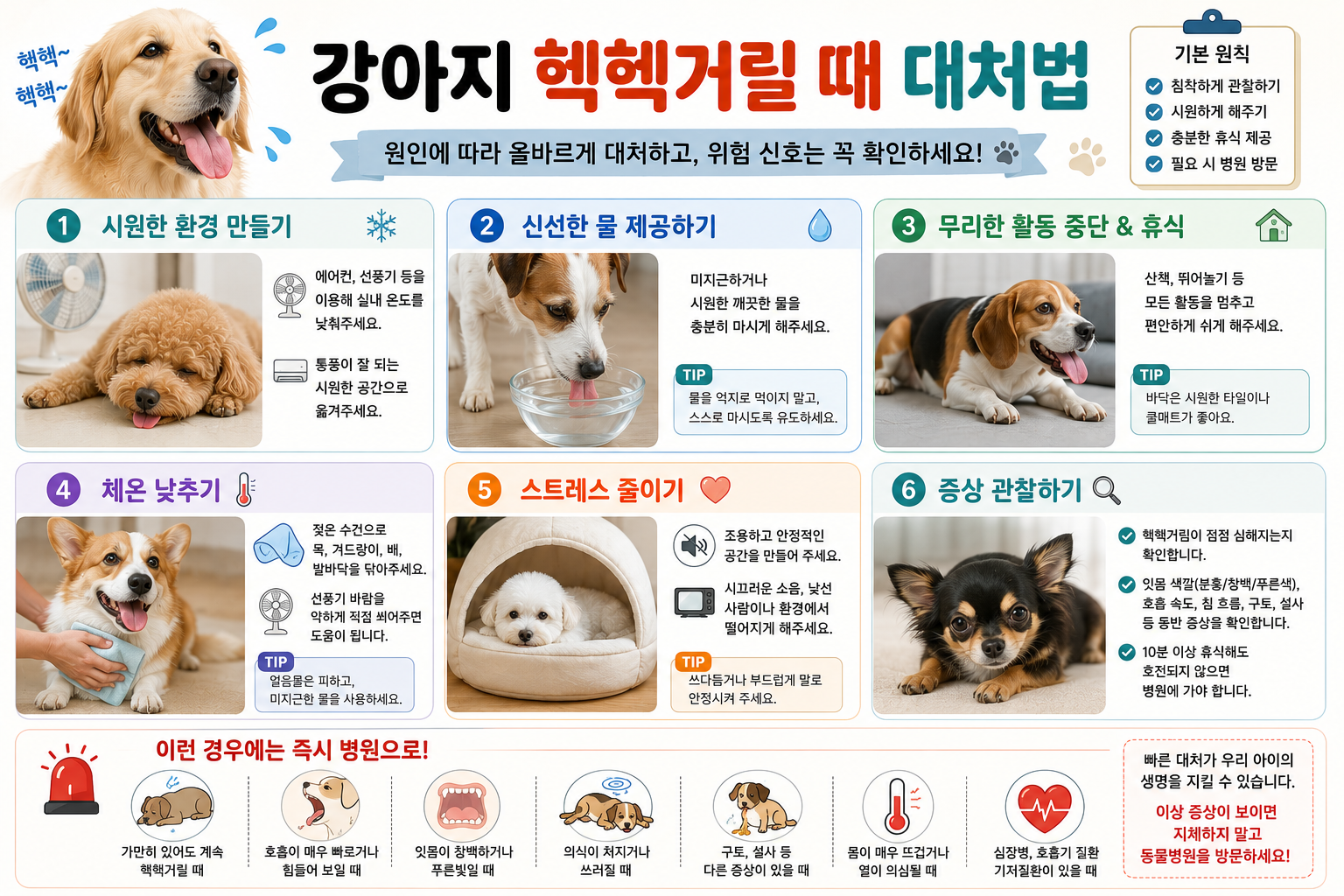 강아지 헥헥거릴 때 대처법 이미지