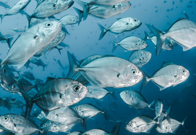 칼슘 영양제 : 생선