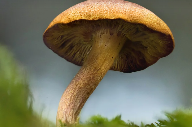 능이버섯 효능 : 피로 회복