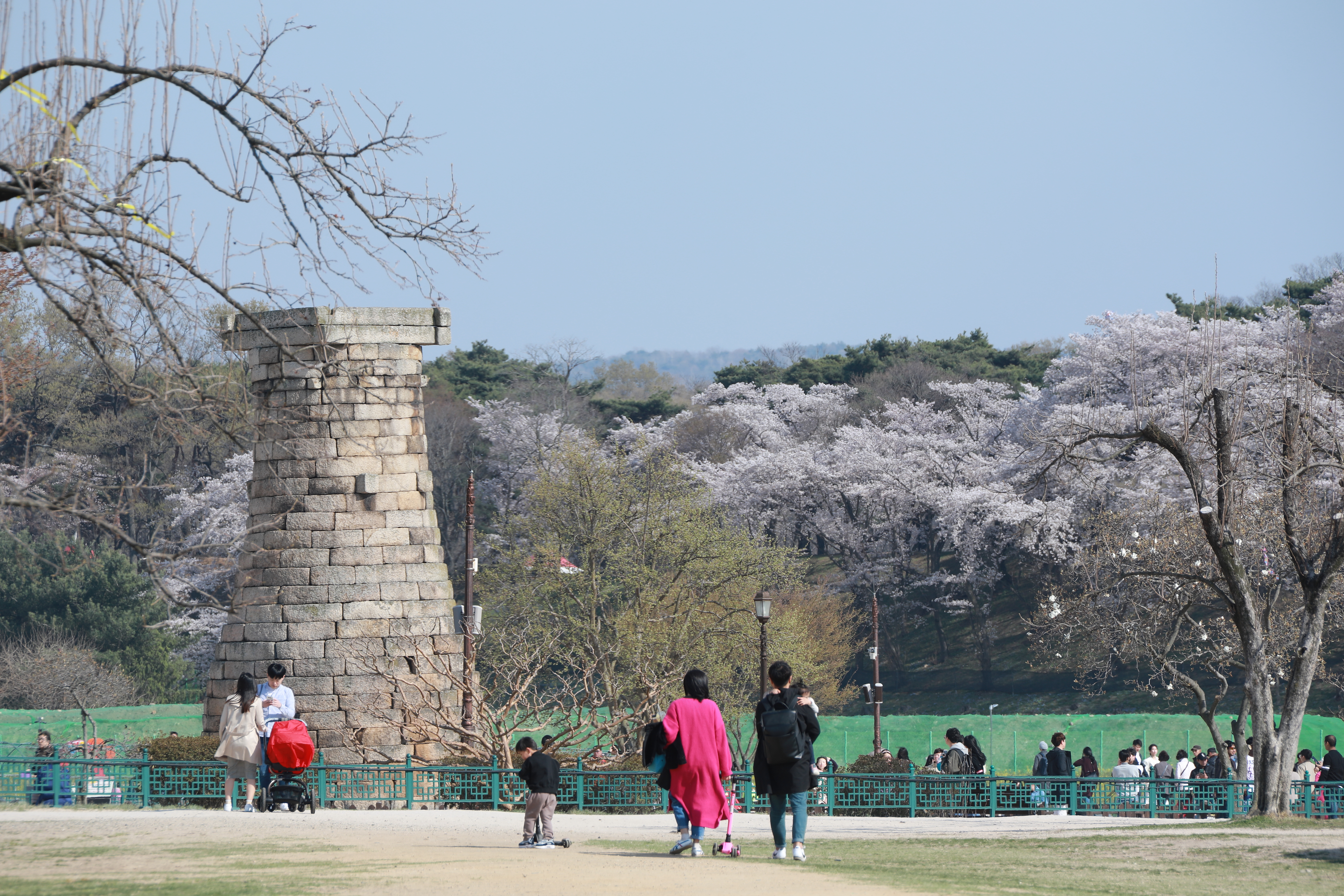 Cheery blossom at Cheomseongdae