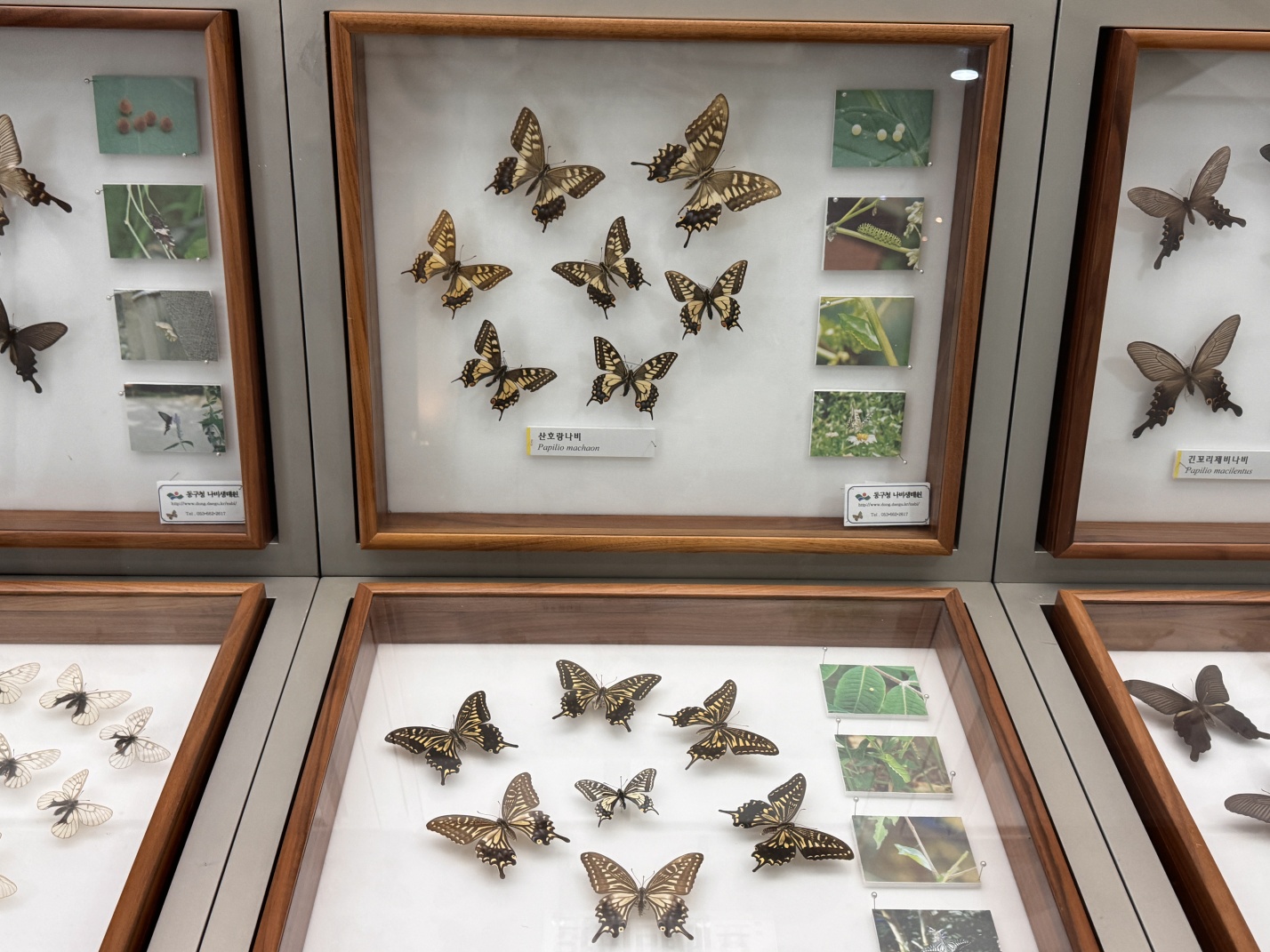 대구,나비생태원에 가다