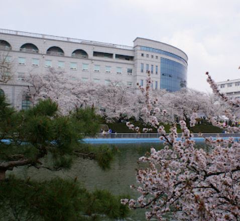 익산 벚꽃 