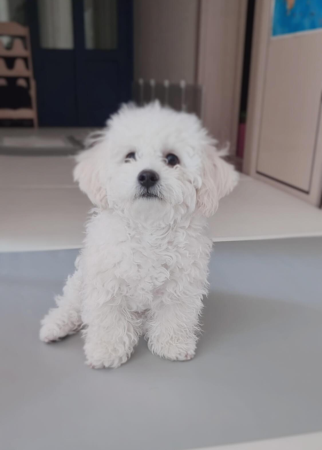 앉아서 밥 시간을 기다리는 강아지 비숑