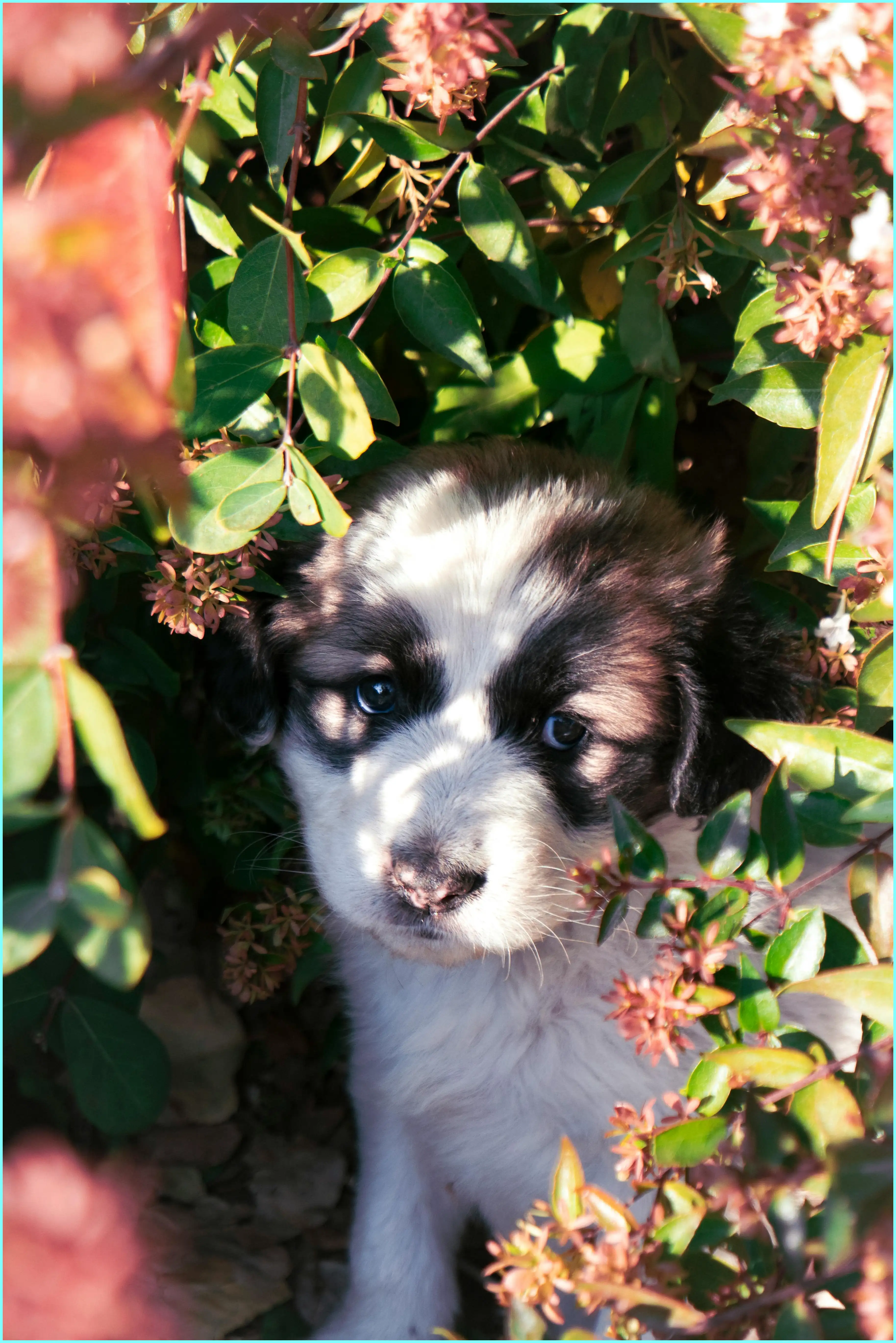 강아지 감 먹어도 되나요? 안전하게 먹이는 방법과 주의점