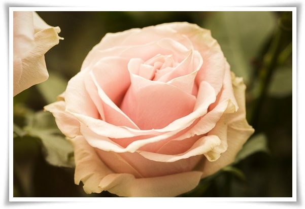 "장미" 천 년의 사랑을 품은 아름다움의 상징 매혹적인 꽃!고