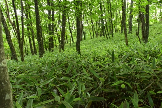 조릿대 효능 &ndash; 조릿대 차의 놀라운 효과