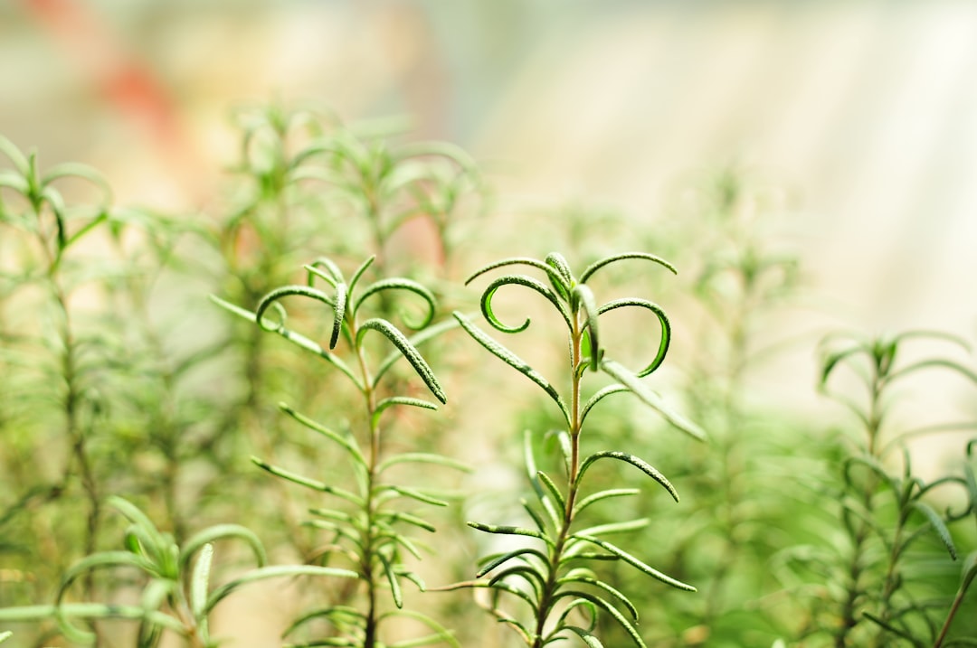 Herb