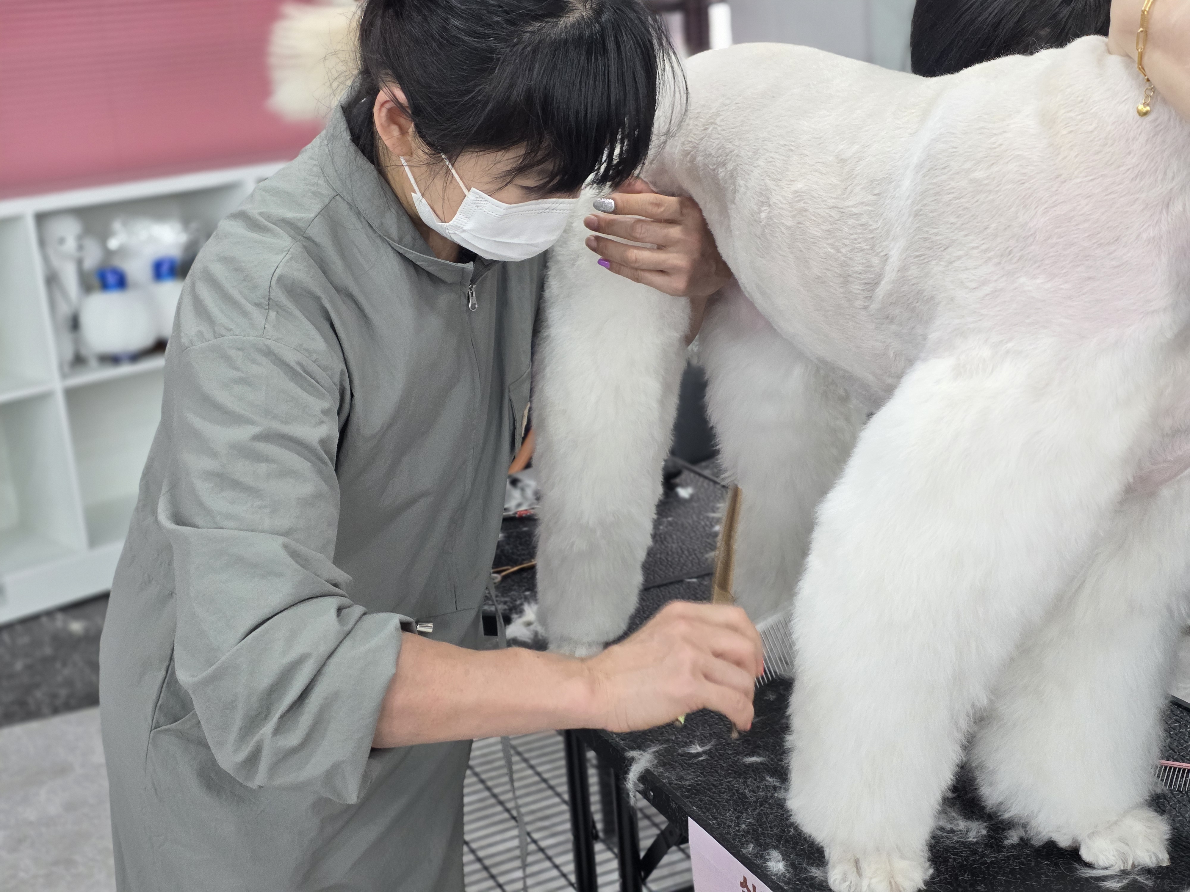 안산애견미용학원후기