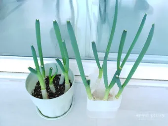 텃밭 대파 키우는 법 토양 북주기 웃거름 병해 예방_10