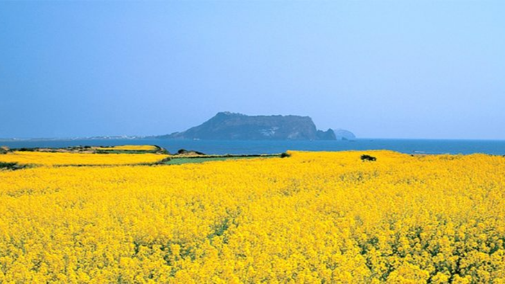 2025년 4월 국내 여행지 추천! 봄꽃과 함께 떠나는 최고의 여행지