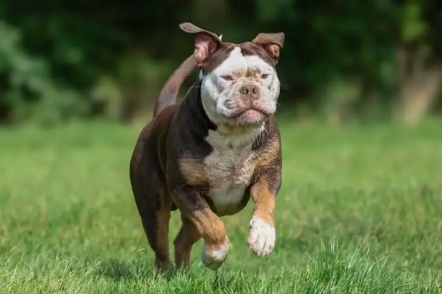강아지 돌보미 가격 총정리! 지역별, 서비스별 비용 비교