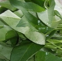 공심채 효능 부작용 고르는법 칼로리 다연채 모닝글로리