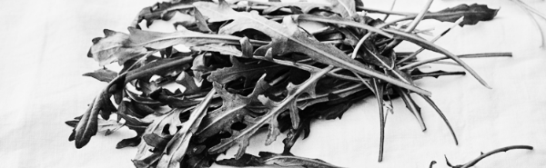 백종원 마늘쫑 장아찌 외: 루꼴라 키우기, 루꼴라 효능