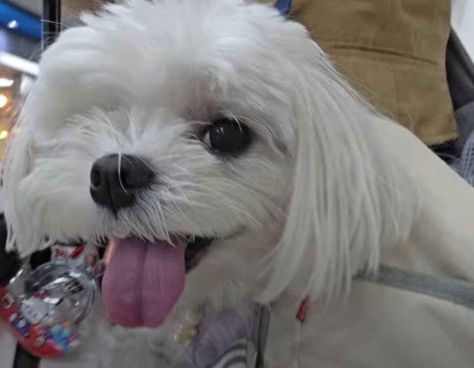 여의도 벚꽃 라떼와 밤산책