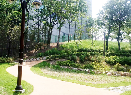 대구 이현공원 샤스타데이지