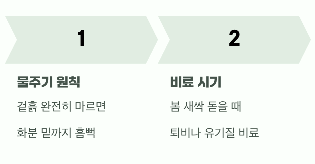 물과 비료, 과하지 않게 자연스럽게