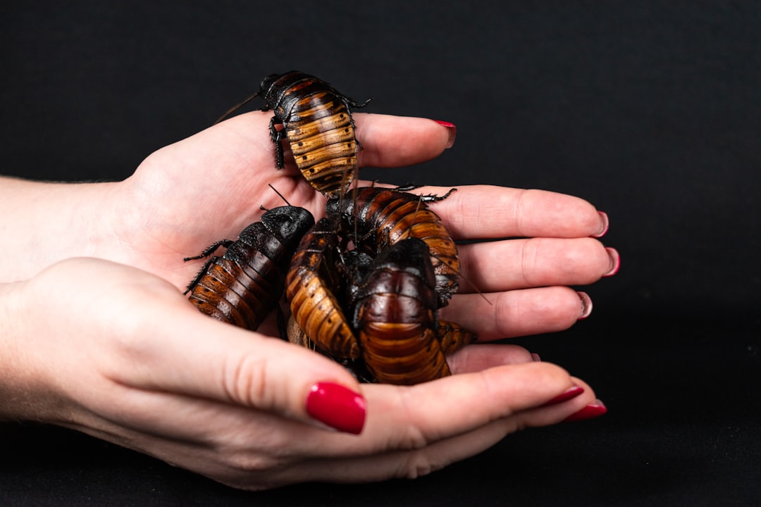 Cockroach.