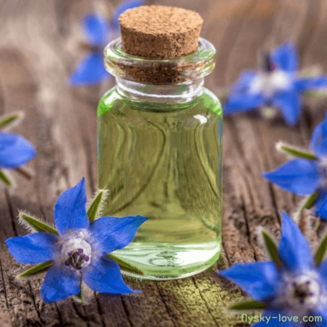 보리지 오일(borage oil) 효능