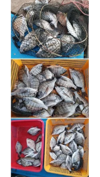 디낚 점주 조황 전국 바다낚시 출조 꿀팁_2