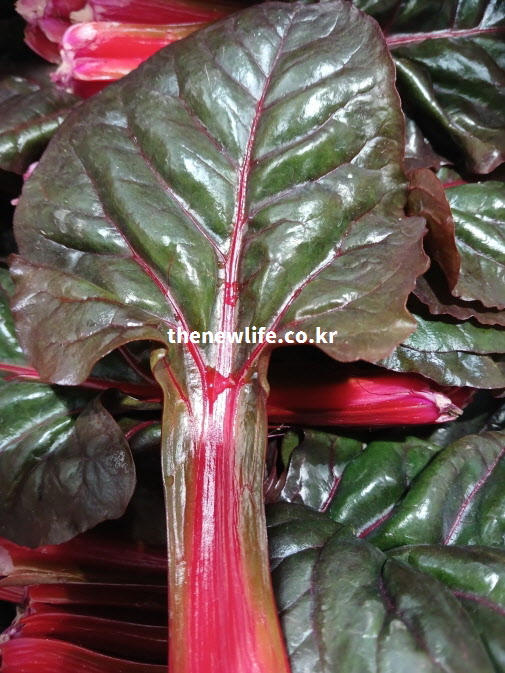 적근대 효능의 핵심 성분이 응축된 붉은 줄기 확대 실사진