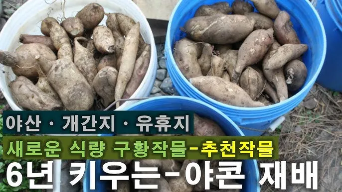 야콘 재배 덩이 비대 관리 토양 갈기 저장 요령_7