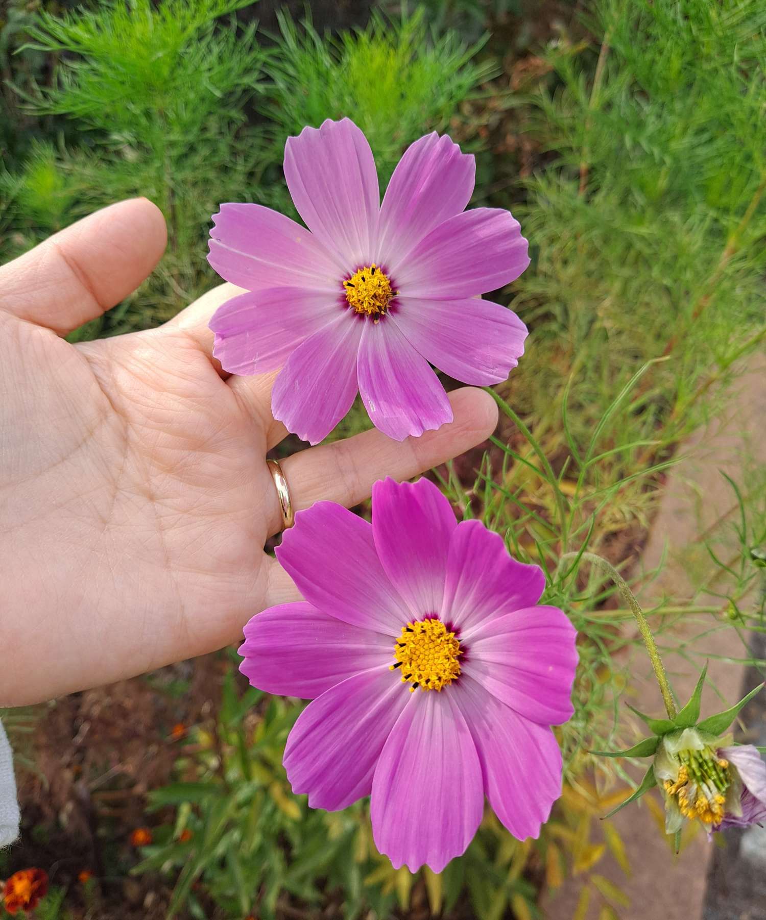 분홍색 코스모스