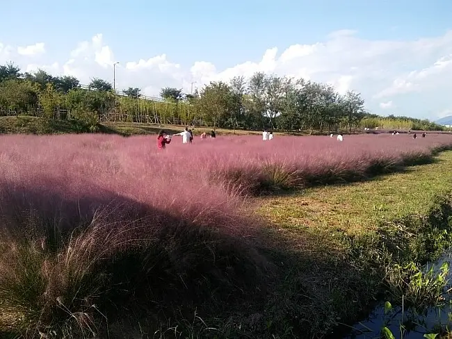 대저생태공원 핑크뮬리