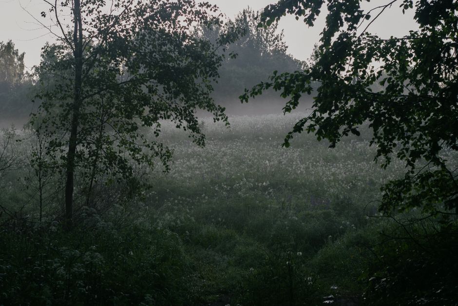 Serene misty morning scene, featuring trees and a foggy meadow capturing the essence of nature.