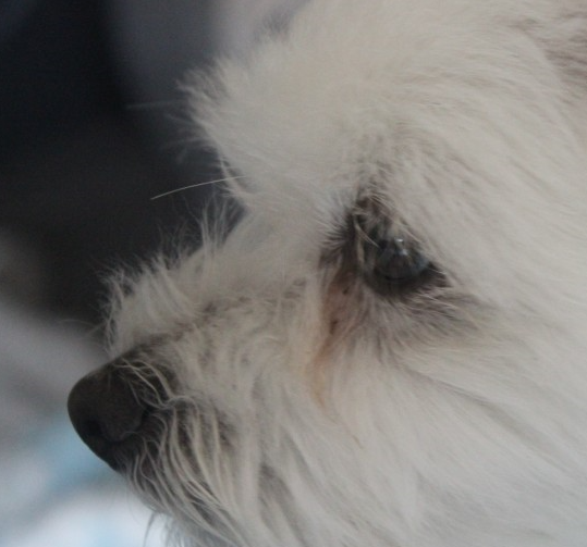 우리 강아지 눈곱, 괜찮은 걸까? 색깔로 알아보는 건강 적신호!