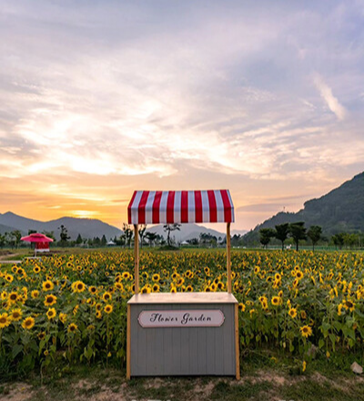 황산공원 해바라기