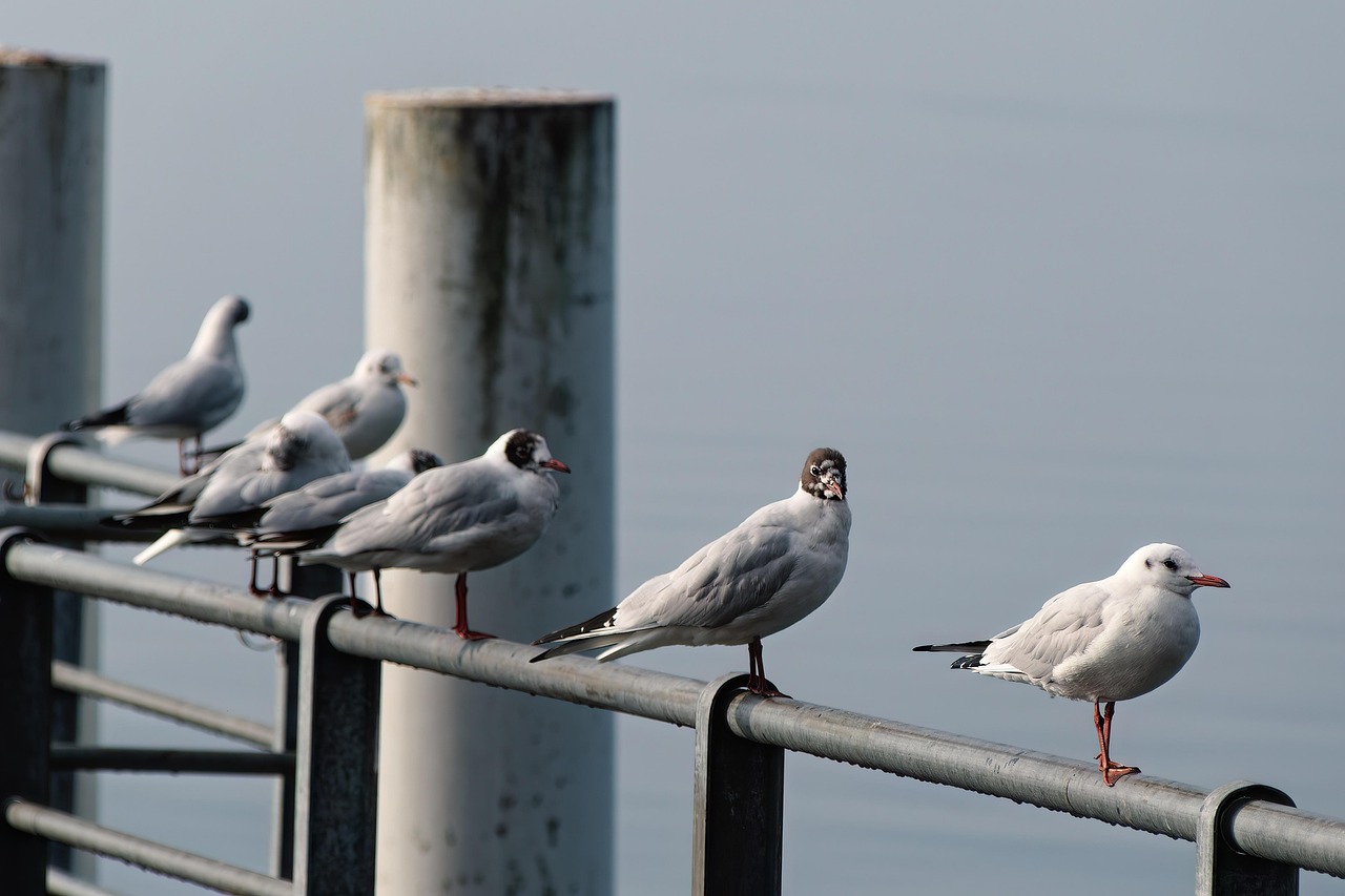매실청 숙성기간