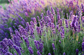 캐릭터를 향수로 번역하다